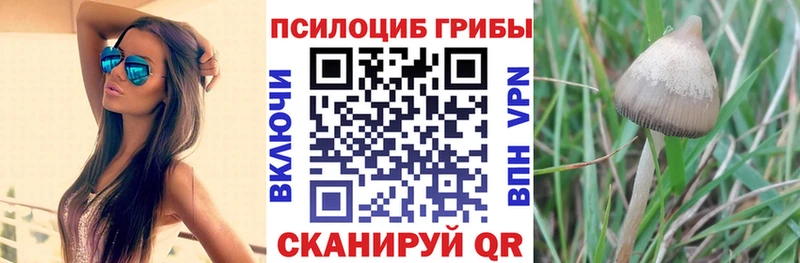Псилоцибиновые грибы ЛСД  купить закладку  сайты даркнета телеграм  Гаджиево 